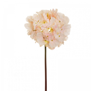 ORTENSIA soft candy H60 OR - pink cream*