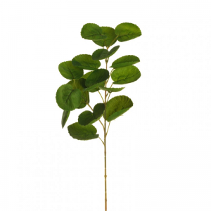 FOGLIA POLYSCIAS X2 H75cm FO - green*