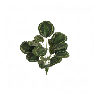 CALATHEA BUSH X18 H80 PN - greenpurple*