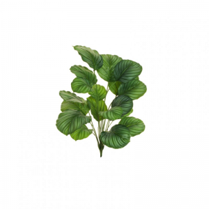 PIANTA CALATHEA X18 H80 PN-greencream *