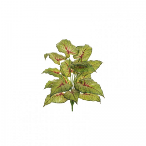 CALADIUM BUSH X18 H80 PN - red green*