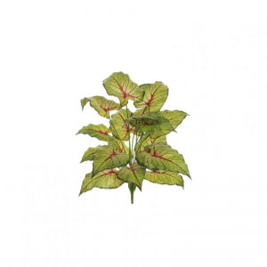 PIANTA CALADIUM X18 H80 PN - red green*