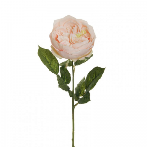 ROSA CABBAGE X1 H64 RO - light peach *