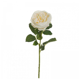 ROSA CABBAGE X1 H64 RO - cream *