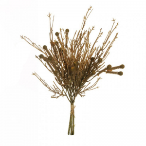 BRUNIA ALBIFLORA mazzo X3 H52 AU-brown*