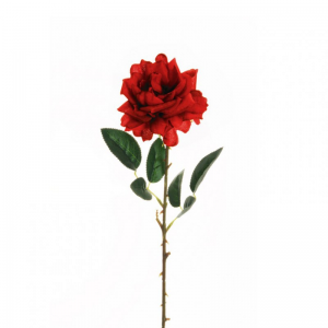 ROSA WILD X1 H62 RO - red *