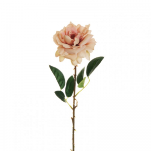 ROSA WILD X1 H62 RO - ant.pink *