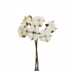 COTONE MAZZO H31 CO - white *