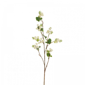 SYMPHORICARPOS RAMO H77 SY-white/green *