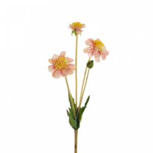 SCABIOSA ramo X3 H47 SC - mauve*