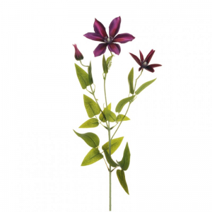 CLEMATIS ramo X3 H72 CL - purple/fucsia*