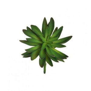 CRASSULA JAPONICA D17 H18 PG - green*