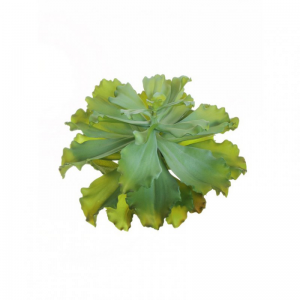 ECHEVERIA D40 H32 PG- grey green*