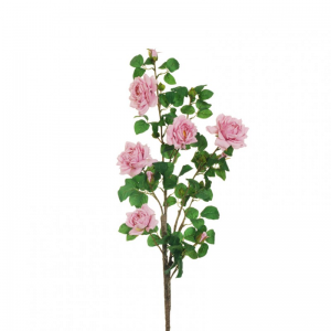 ROSA WILD H103 RO - lilac *