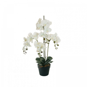 PIANTA ORCHIDEA H80 c/vaso PN - white *
