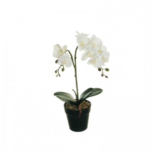 PIANTA ORCHIDEA H46 c/vaso PN - white *