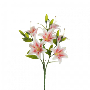GIGLIO TIGRATO BUSH X3 H60-whitefucsia*