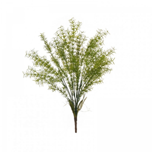 ASPARAGO mazzo H60 BU - green*