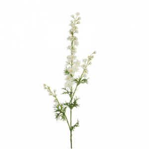DELPHINIUM speronella X3 H86 DE - white*