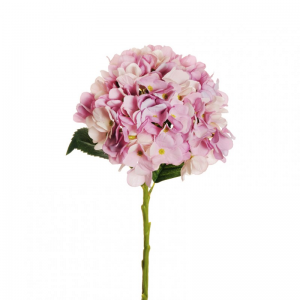 ORTENSIA Juliet H50 OR - lilac *