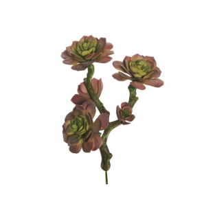 AEONIUM X3 H30 PG - mauvegreen*