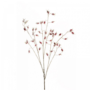 ROSA CANINA RAMO innev. H106 FN-red/whit