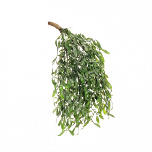 VISCHIO CADENTE H60 CD - green/white
