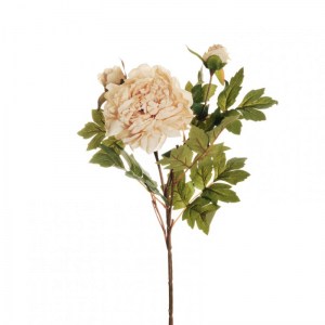 PEONIA X2 H64 PE - cream *