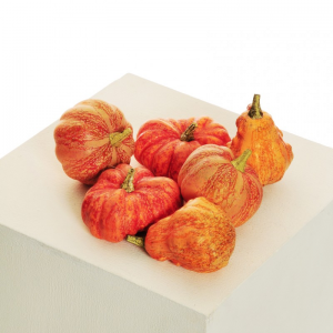ZUCCA POLIST.D7 H10 PZ6 - VERDURA