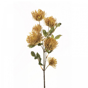 CORDIFOLIUM X4 H77 AU - autumn/yellow *