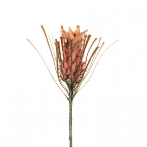 ANANAS PROTEA H72 AU - salmon *