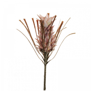 ANANAS PROTEA H72 AU - pink *