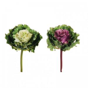 CAVOLO ORNAMENTALE D12 H25 2ASS. *