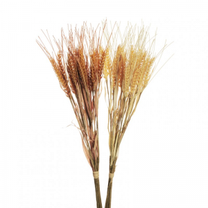 GRANO dry look X6 H57 - 2ASS. *