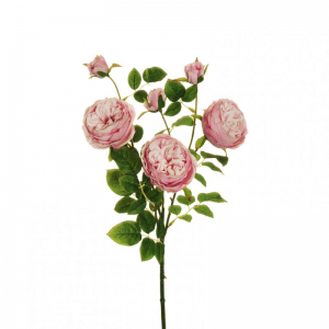 ROSA austin medium X3 H66,5 RO - pink *