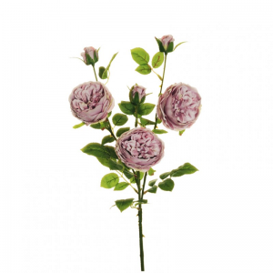 ROSA austin medium X3 H66,5 RO - lilac *