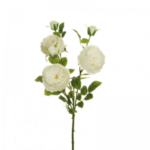 ROSA austin medium X3 H66,5 RO - white *