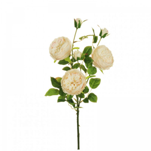ROSA austin medium X3 H66,5 RO-l.salmon*