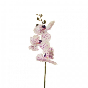 ORCHIDEA VANDA H75 OR - white/purple *