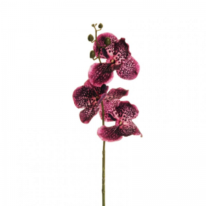 ORCHIDEA VANDA H75 OR -dark purple/viol*