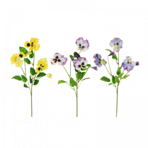 VIOLA DEL PENSIERO H70 VI - 3ASS *