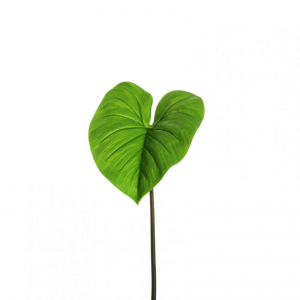 FOGLIA ALOCASIA 32X38 H76 FO - green *