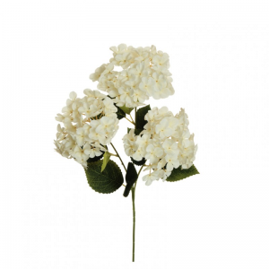 ORTENSIA arborescens X3 H70 OR-cream *