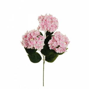 ORTENSIA arborescens X3 H70 OR-pink *