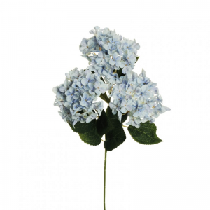 ORTENSIA arborescens X3 H70 OR-blue/cr*