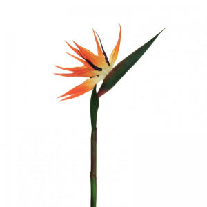 STERLIZIA ramo H96 - orange *