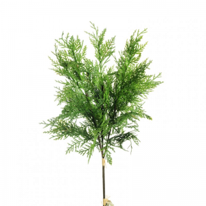 PINO CIPRESSO mazzo X3 H68 PI - green