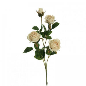ROSA RAMO X4 H70 RO - cream *