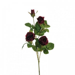 ROSA RAMO X4 H70 RO - burgundy *