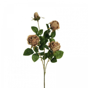 ROSA RAMO X4 H70 RO - light brown *